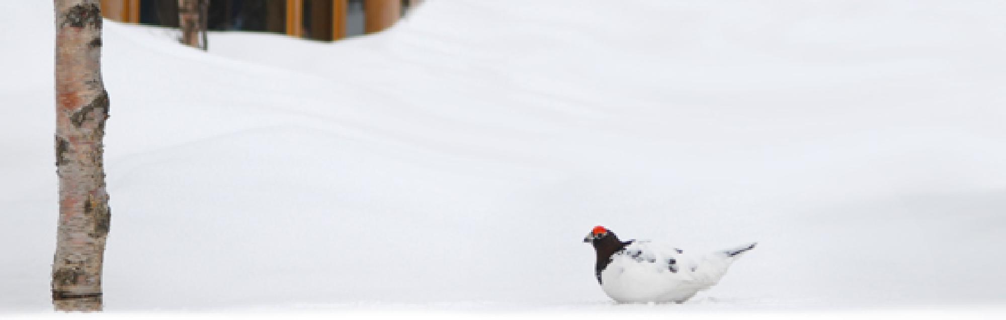 Illustrasjons-/bannerbilde for Sámegiela ja sámi girjjálašvuođa dutkan- ja bagadallansymposia
