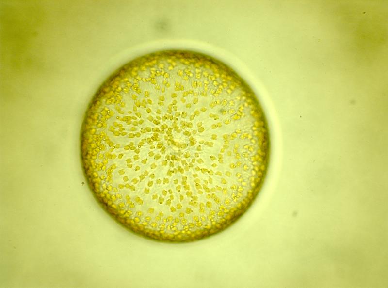 JB_PG_NRFL_exp14_NY_019.jpg Alge forstørret i mikroskop