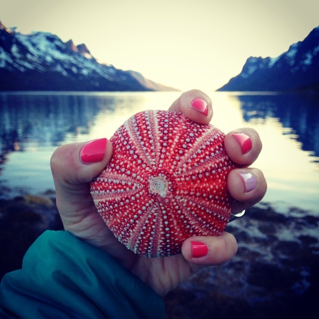 h&aring;nd som holder kr&aring;kebolle