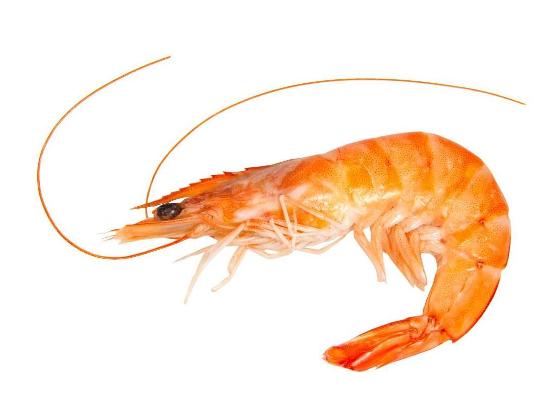 53645667-sea-shrimp-fresh-on-the-white-background_Mostphotos.jpeg