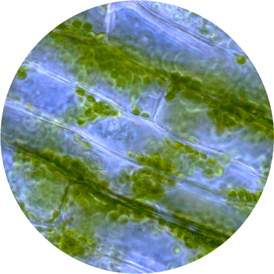 Chloroplasts