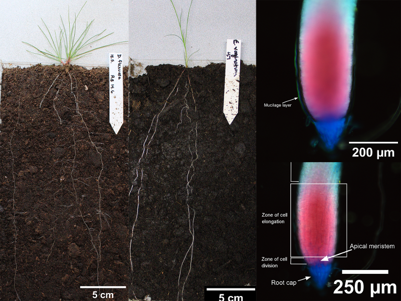 plant roots