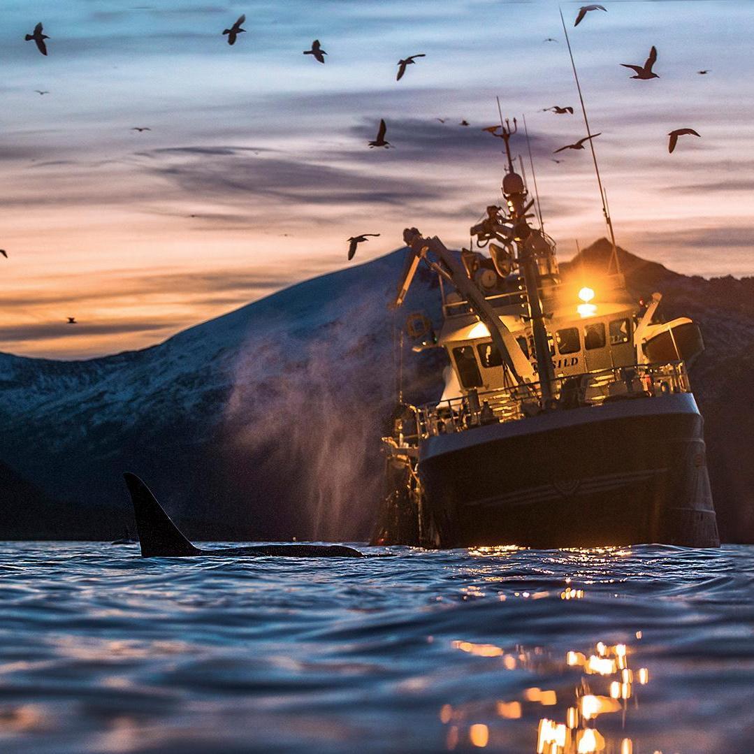 to b&aring;ter med en hval i mellom 