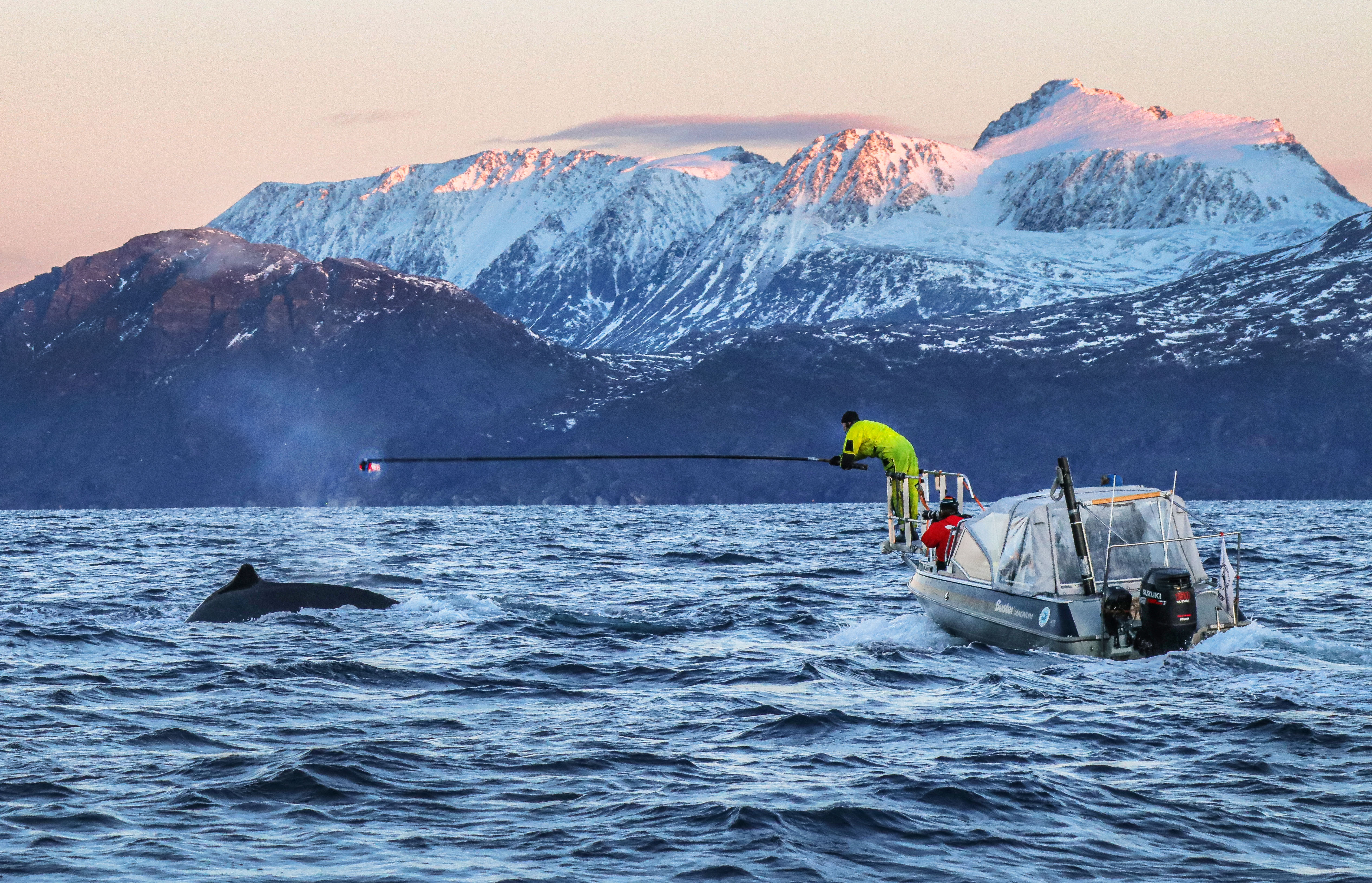 forsker henger ut av en båt for å montere et merke på en hval med en stang.