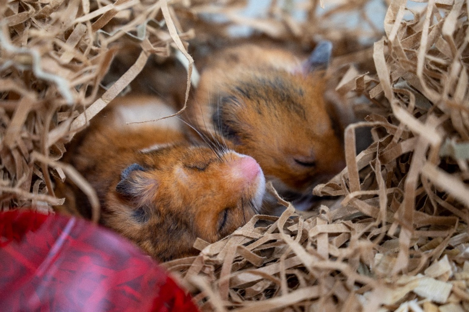 Hamster som ligger og sover i noen sin hånd