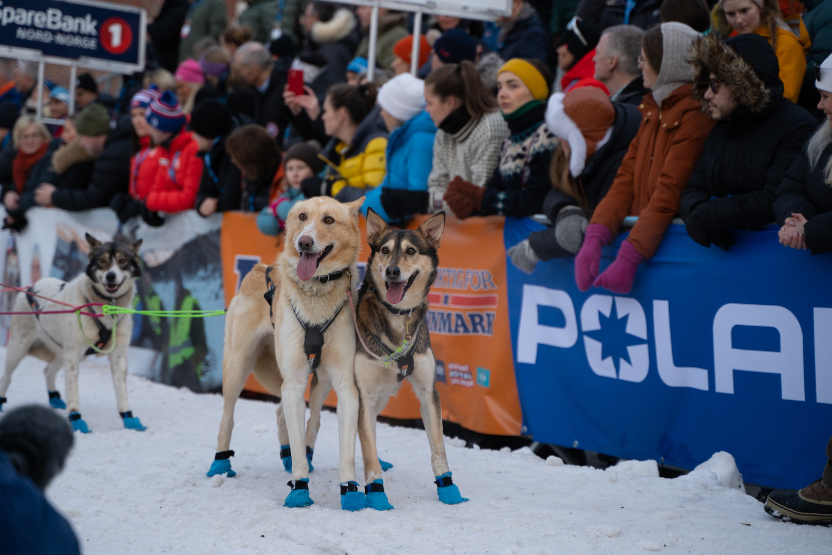 hunder som smiler