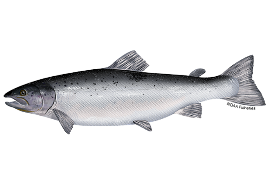 640x427-Salmon-Atlantic-NOAAFisheries.png