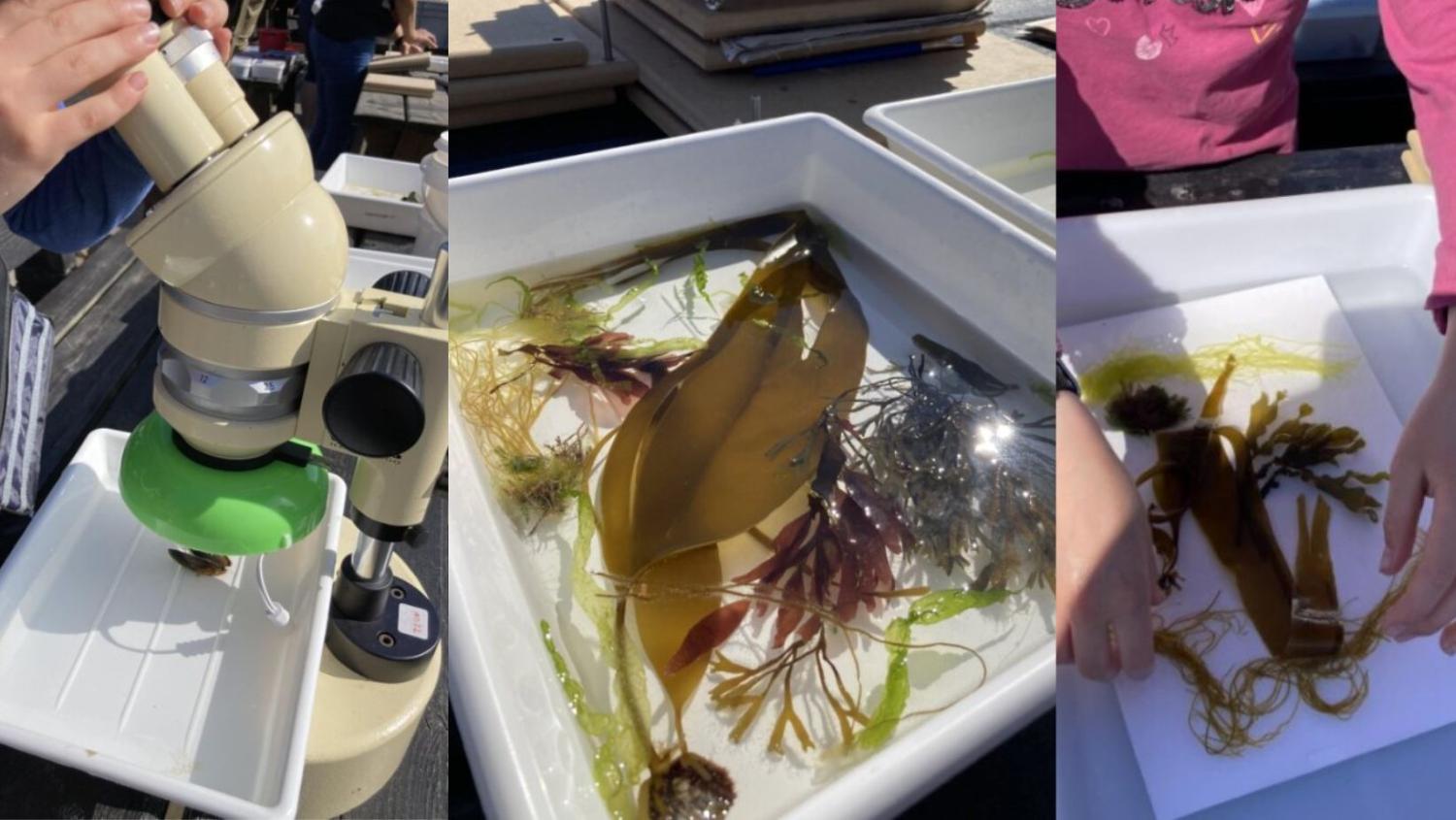 Illustrasjons-/bannerbilde for Hva finnes i fj&aelig;ra? Skattejakt og tangpressing med eksperter!