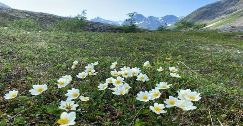 Illustrasjons-/bannerbilde for Arealer under press. Fagdag samfunnsplanlegging og kulturforst&aring;else