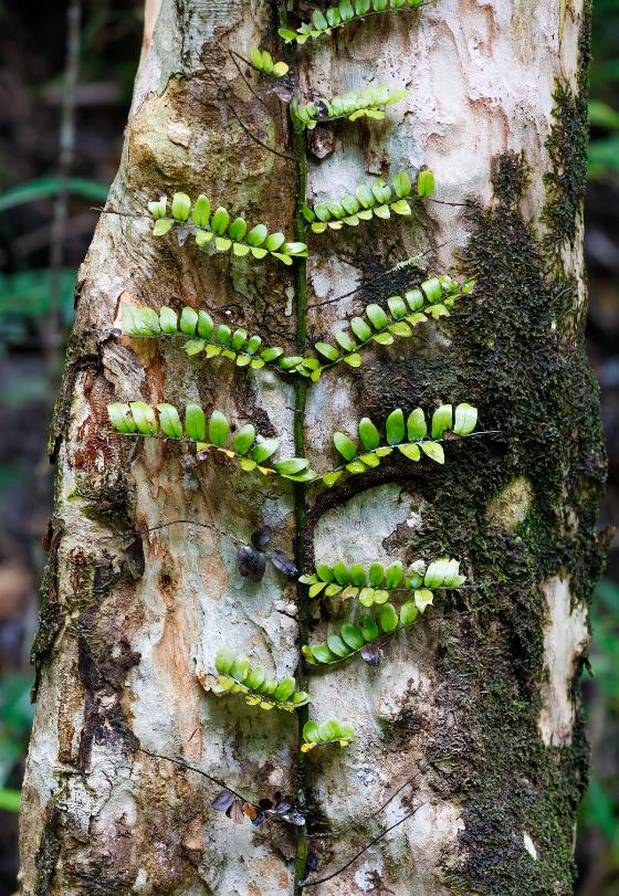 mp23225415-small-plant-on-trees-in-madagascar-rainforest.jpg