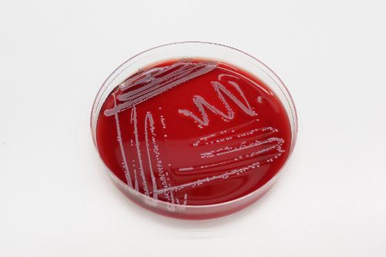 staphylococcus borealis_2000px-2.jpg