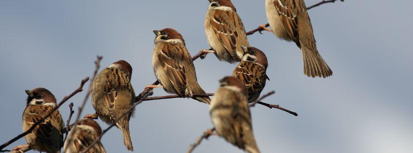Illustrasjons-/bannerbilde for Fuglan som kjem og som f&aelig;r