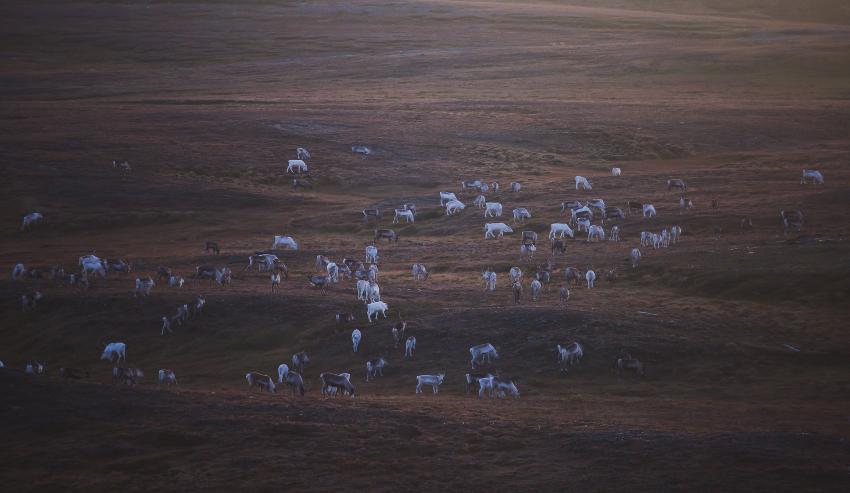 Nikolai Tsuguliev / mostphotos.com