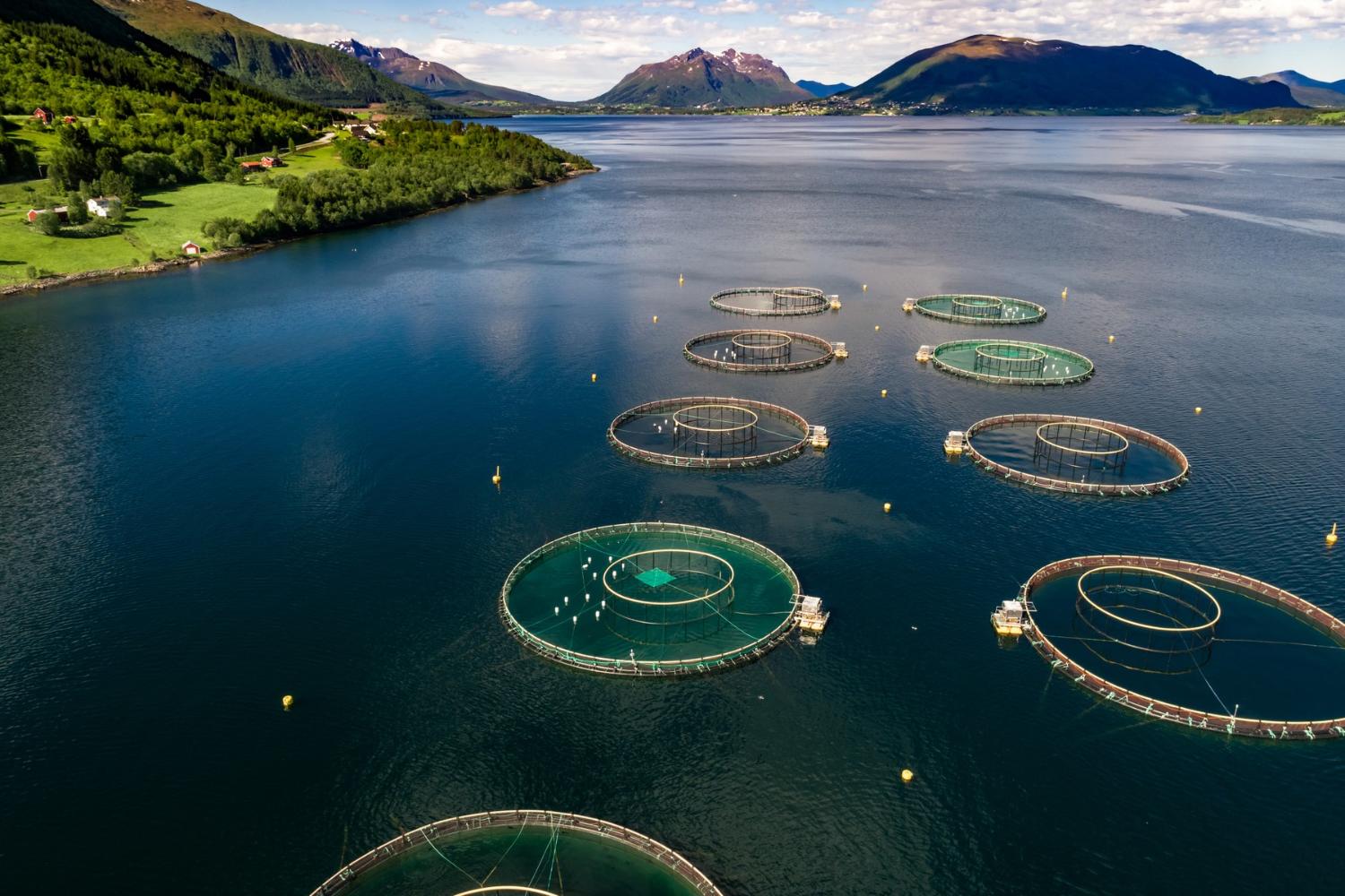 Illustrasjons-/bannerbilde for Kurs om antibiotikaresistens og vern av marine økosystemer 2025/ Course on antibiotics resistance & marine conservation 2025 