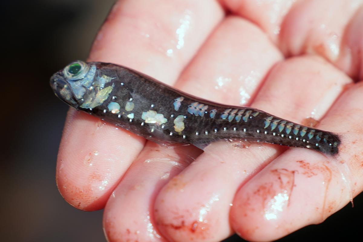 A little fish with spots of bioluminescence