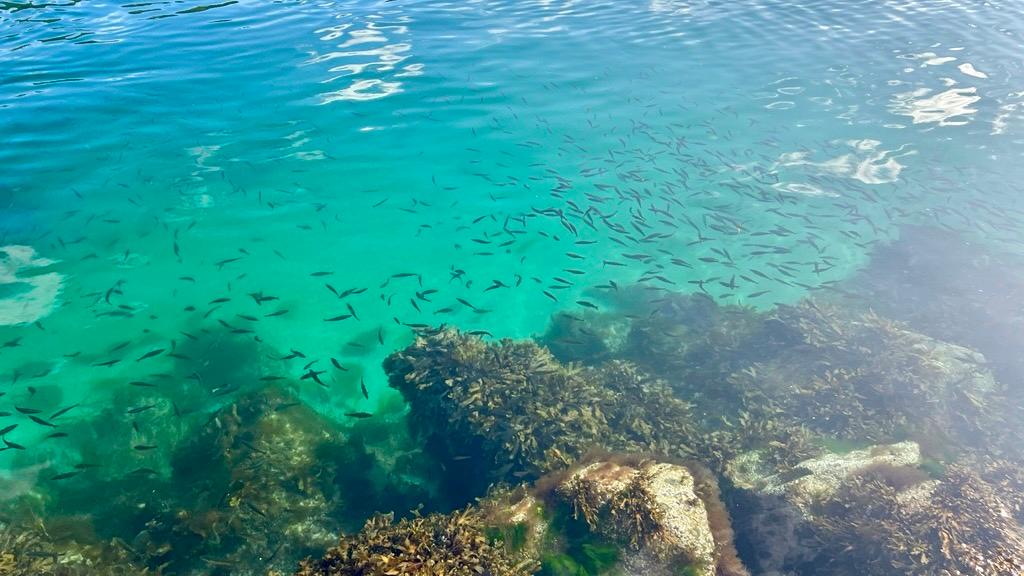 Bilde av fjæra med småfisk og tang i vannet