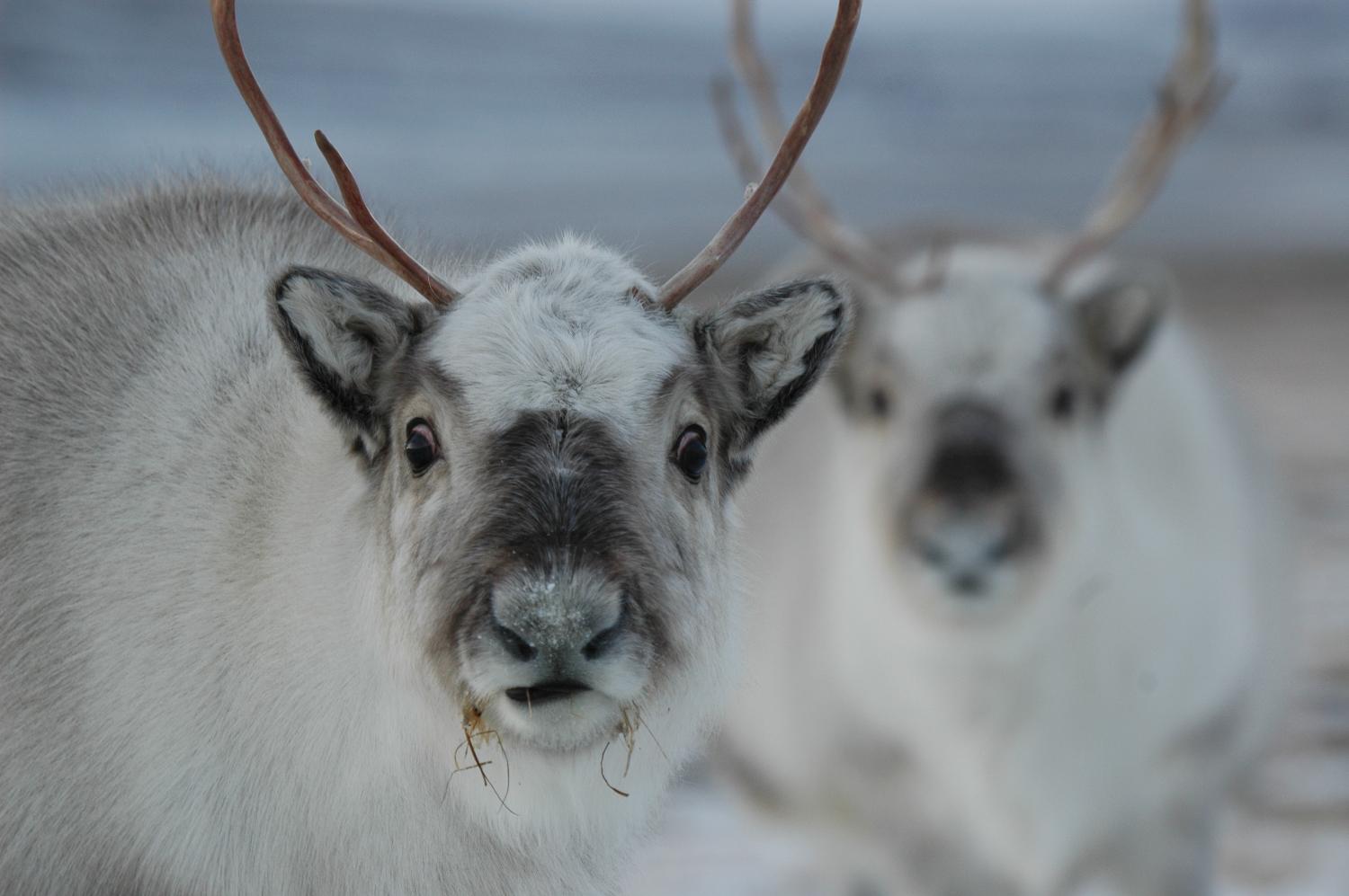 Two white reindeer chewing lichen and looking into the camera.