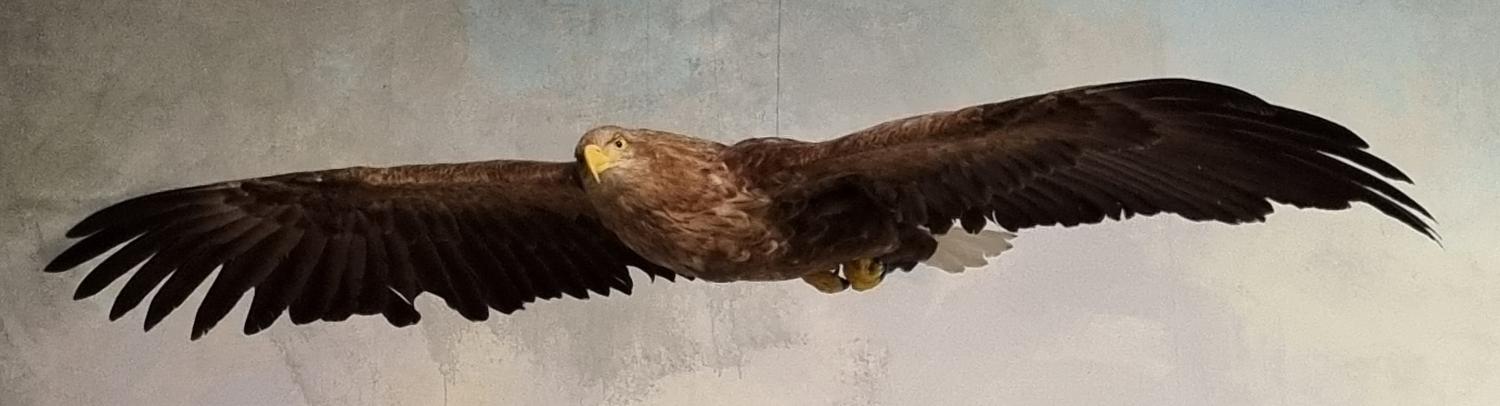 Illustrasjons-/bannerbilde for Environmental Humanities Gathering #59: Object-based workshop with special guest Ignacio Soto Silva