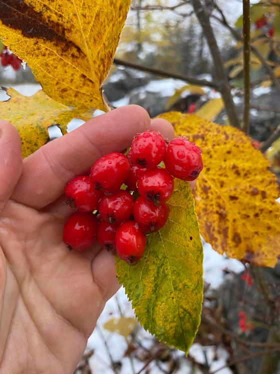 Illustrasjonsbilde for Februarseminar om alpinplanter 