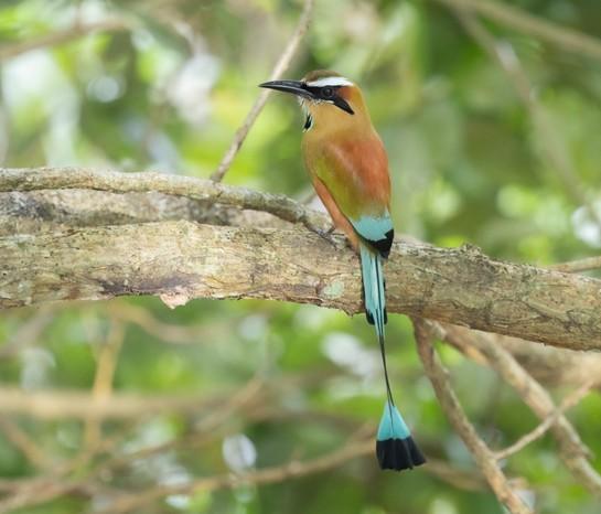 Illustrasjonsbilde for Costa Rica - globalt ledende innen naturvern | Arr.: BirdLife Tromsø