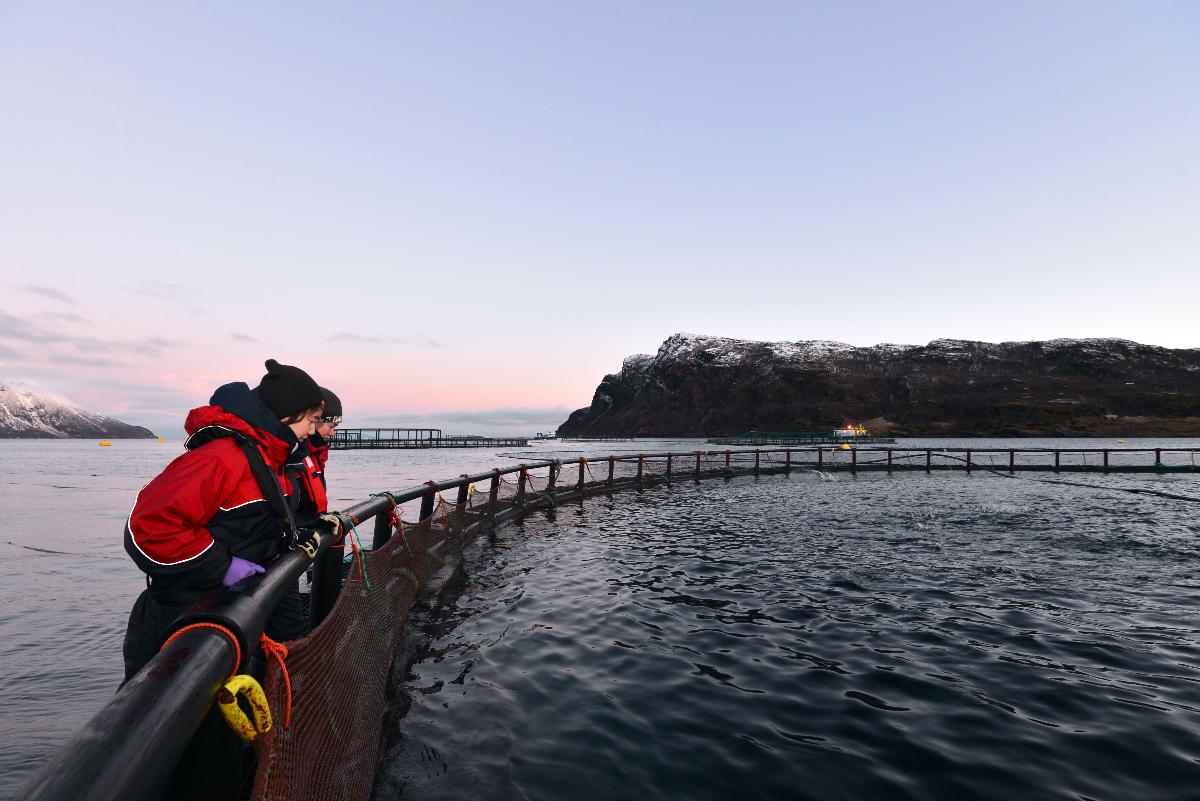 To personer kikker ned i fiskemerde