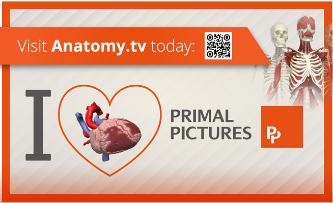 Illustrasjons-/bannerbilde for Primal Pictures presenterer... Anatomy.tv