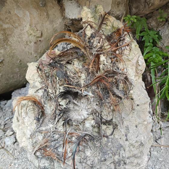 Illustrasjonsbilde for Blood, Feathers, and Ancestors: Chickens as Threshold Beings in Southwest China